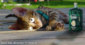 abkitty.jpg